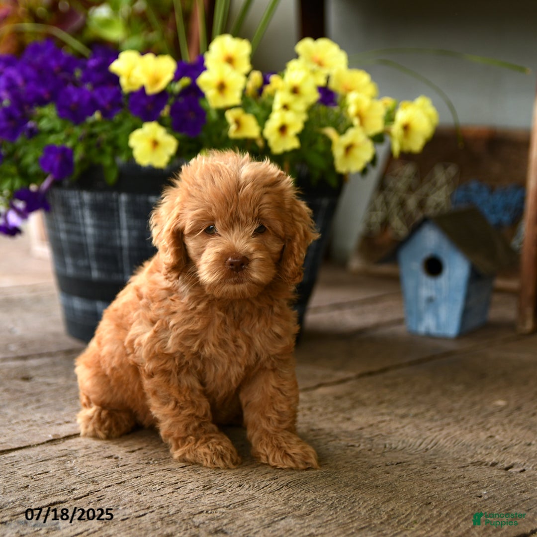Cockapoo dogs for sale: Munchkin - Image 1
