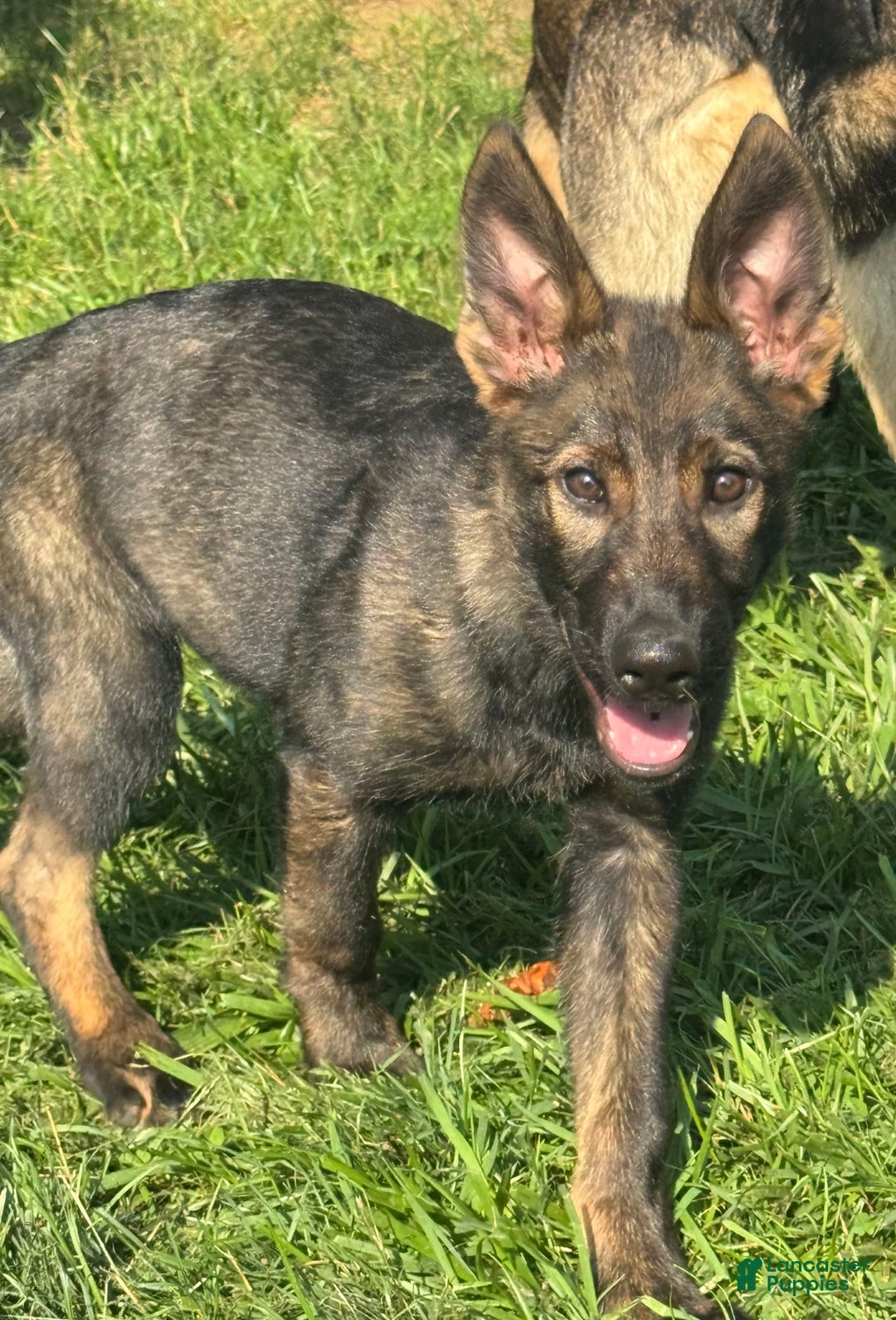 German Shepherd dogs for sale: Luna N Bella - Image 1