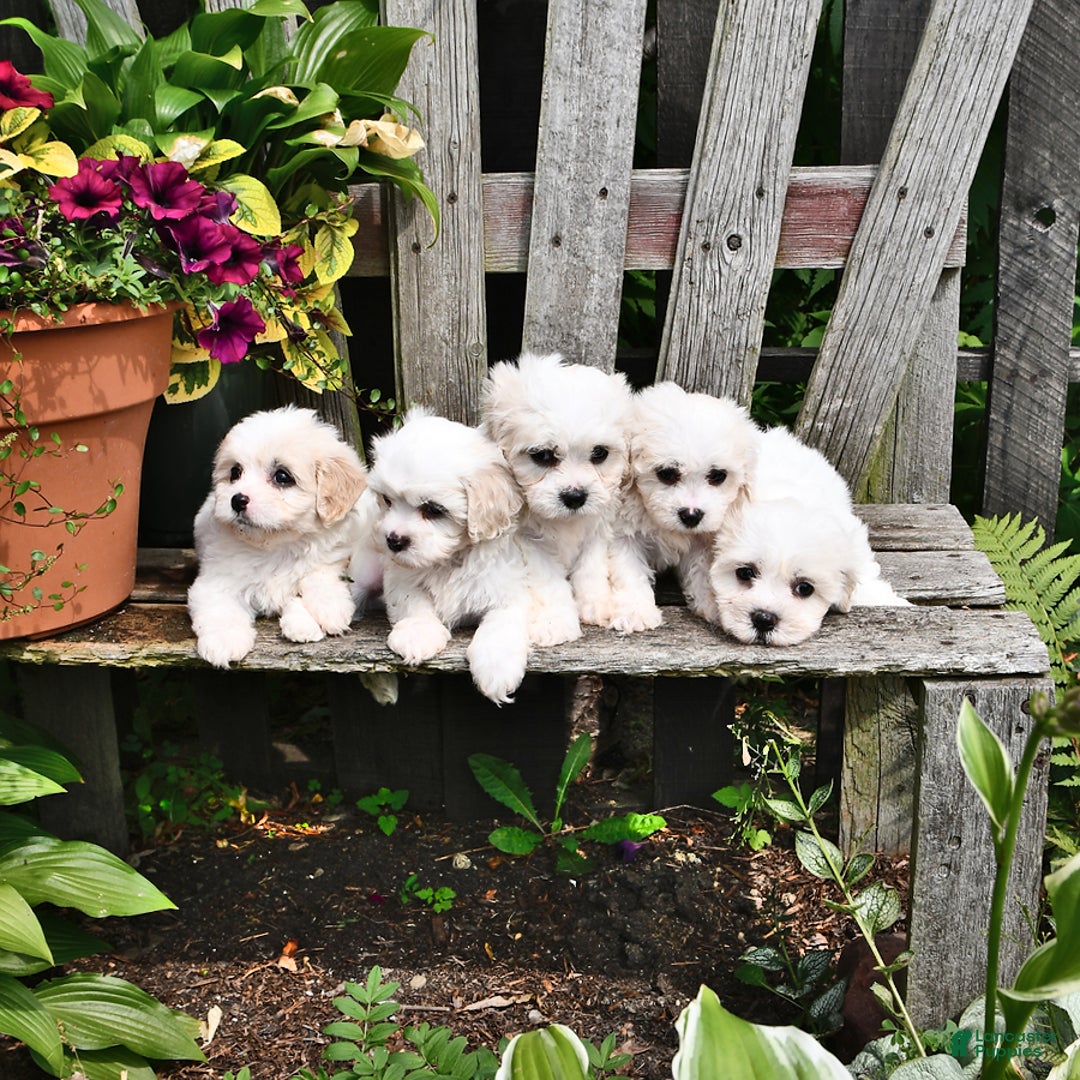 Cavachon dogs for sale: Maggie - Image 3
