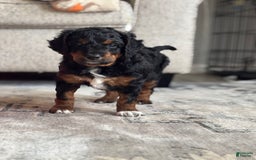 Aussiedoodle dogs for sale: Enola - Image 7