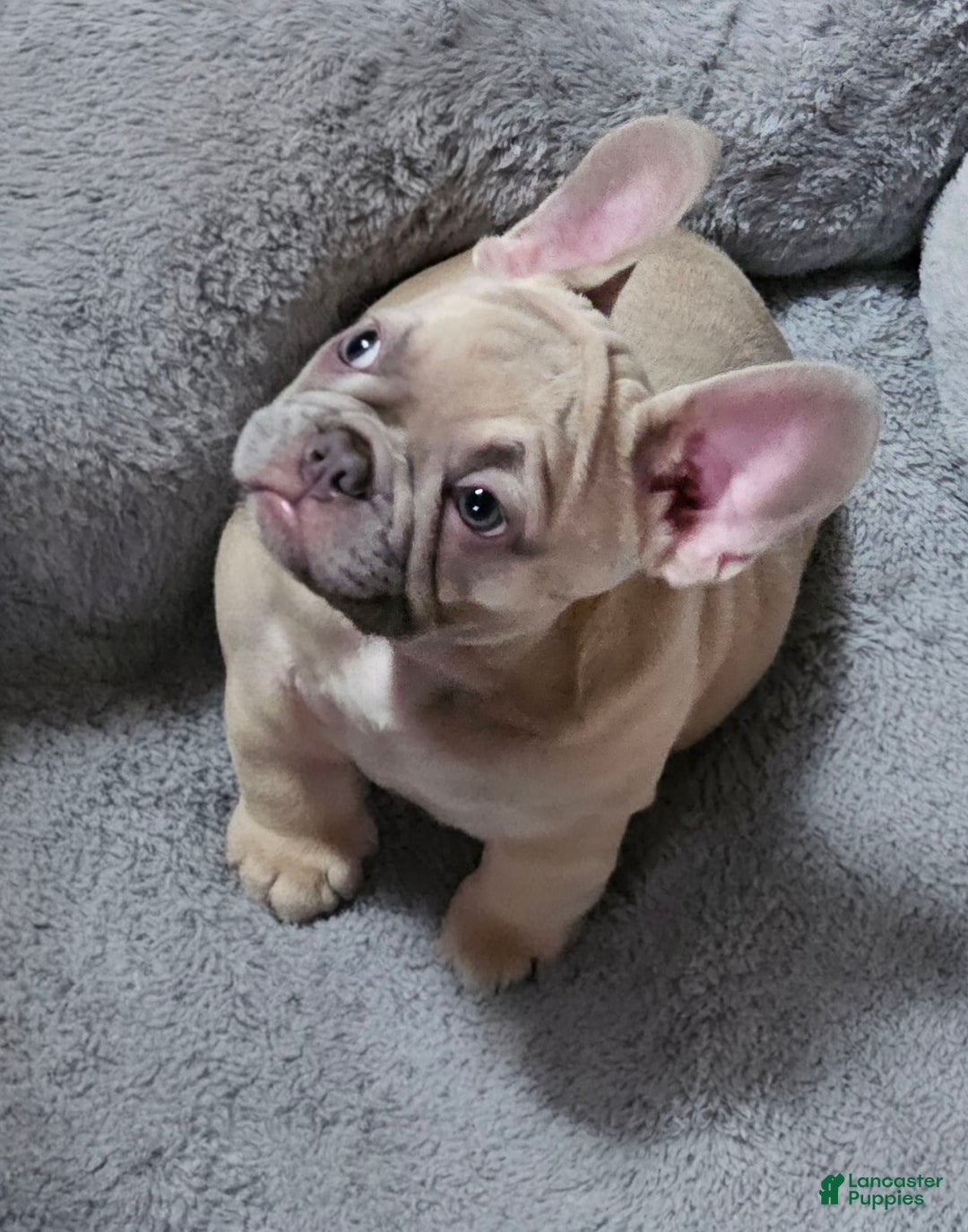 French Bulldog dogs for sale: Silver - Image 8
