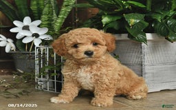 Shihpoo dogs for sale: West - Image 2