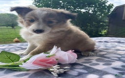 Shetland Sheepdog dogs for sale: Calvin - Image 7