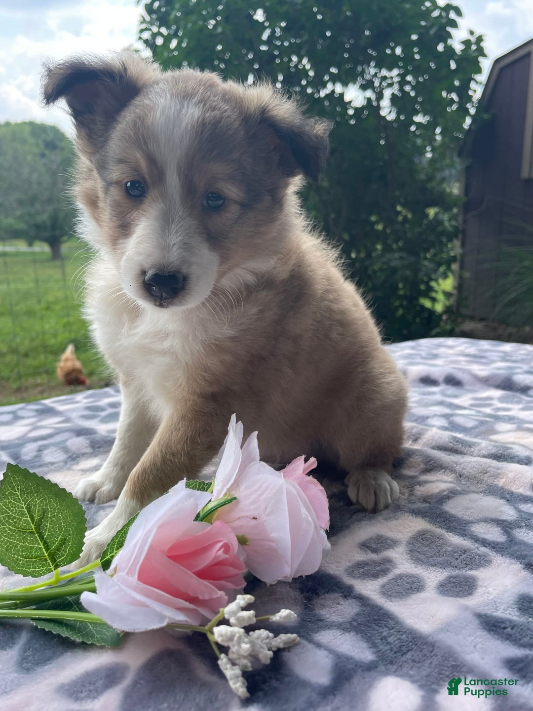 Shetland Sheepdog dogs for sale: Calvin - Image 7