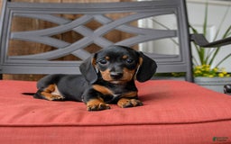Miniature Dachshund dogs for sale: Boomer - Image 2