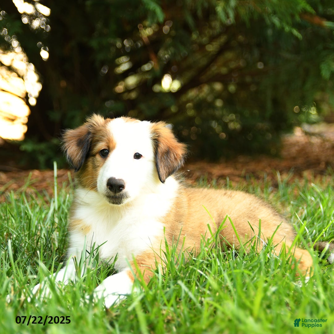 Shetland Sheepdog dogs for sale: Lassie - Image 3