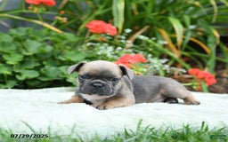 French Bulldog dogs for sale: Buffy - Image 5