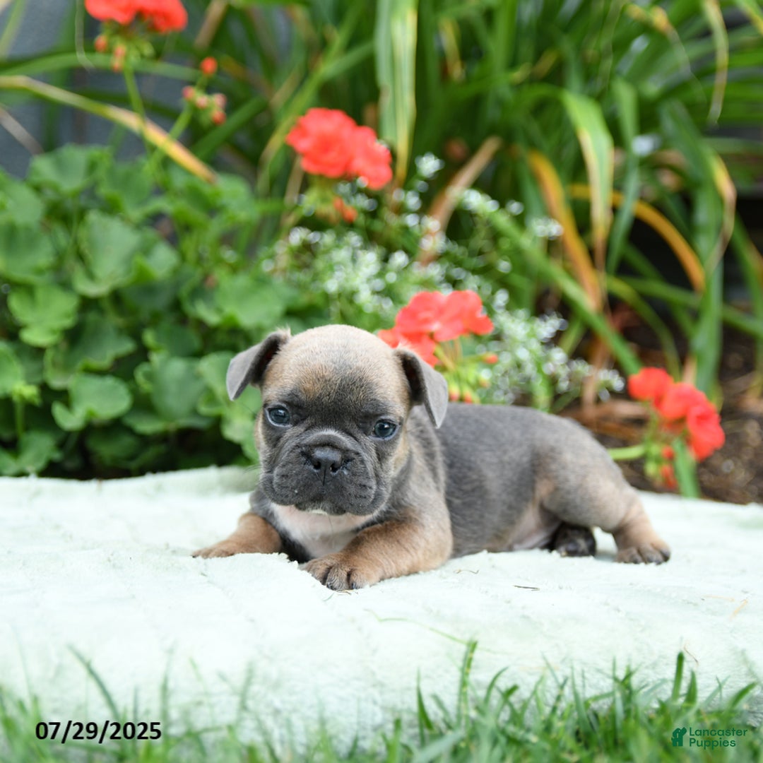 French Bulldog dogs for sale: Buffy - Image 5