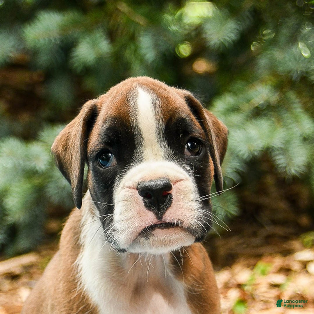 Boxer dogs for sale: Hero - Image 4