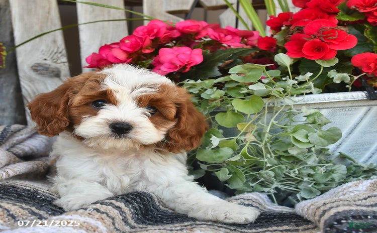 Cavapoo dogs for sale - Ad 5