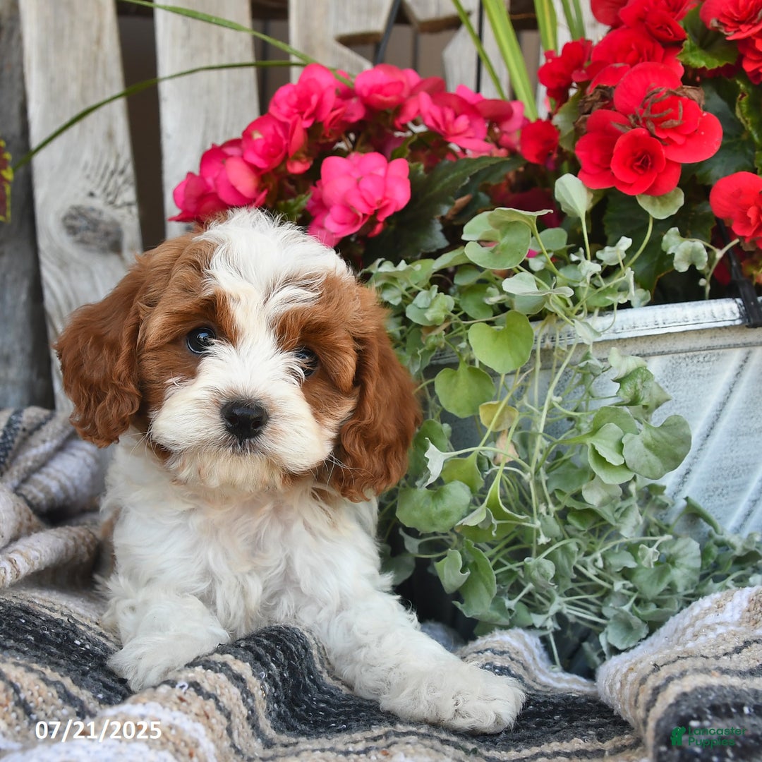 Cavapoo dogs for sale: Clover - Image 1