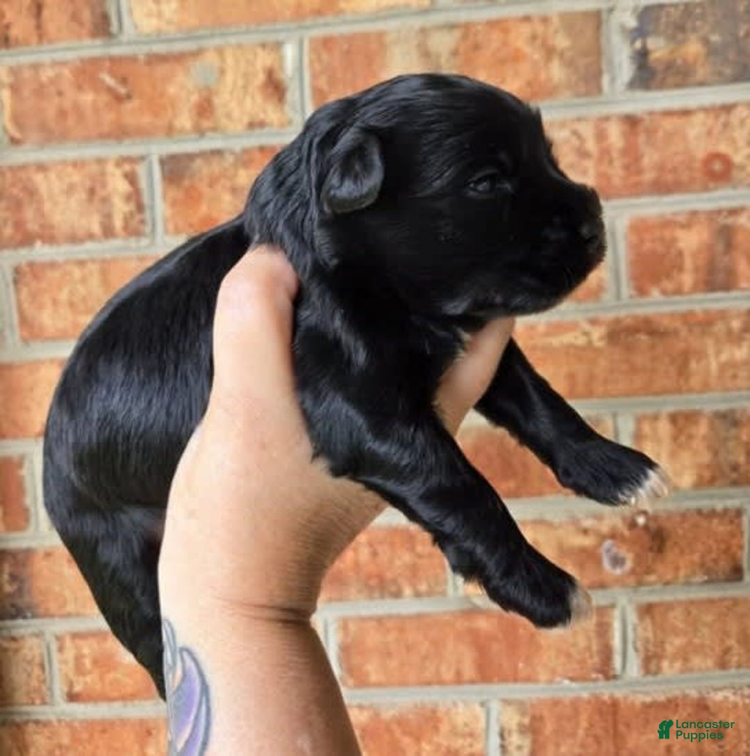 Miniature Schnauzer dogs for sale: Pup 2 - Image 3