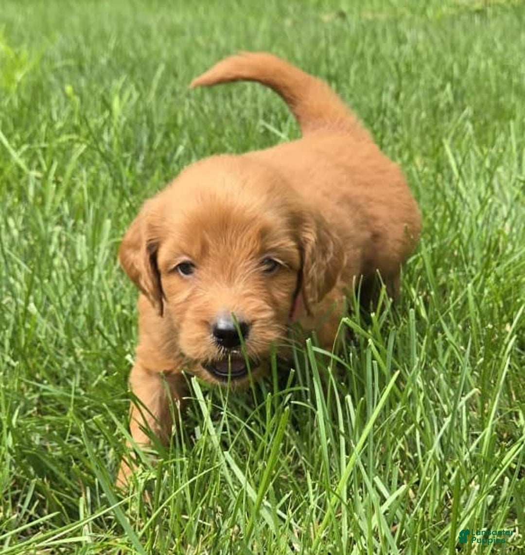 Goldendoodle dogs for sale: Rosie - Image 9