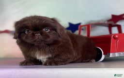 Pekingese dogs for sale: Akc Chocolate Mocha Dna Ofa - Image 4