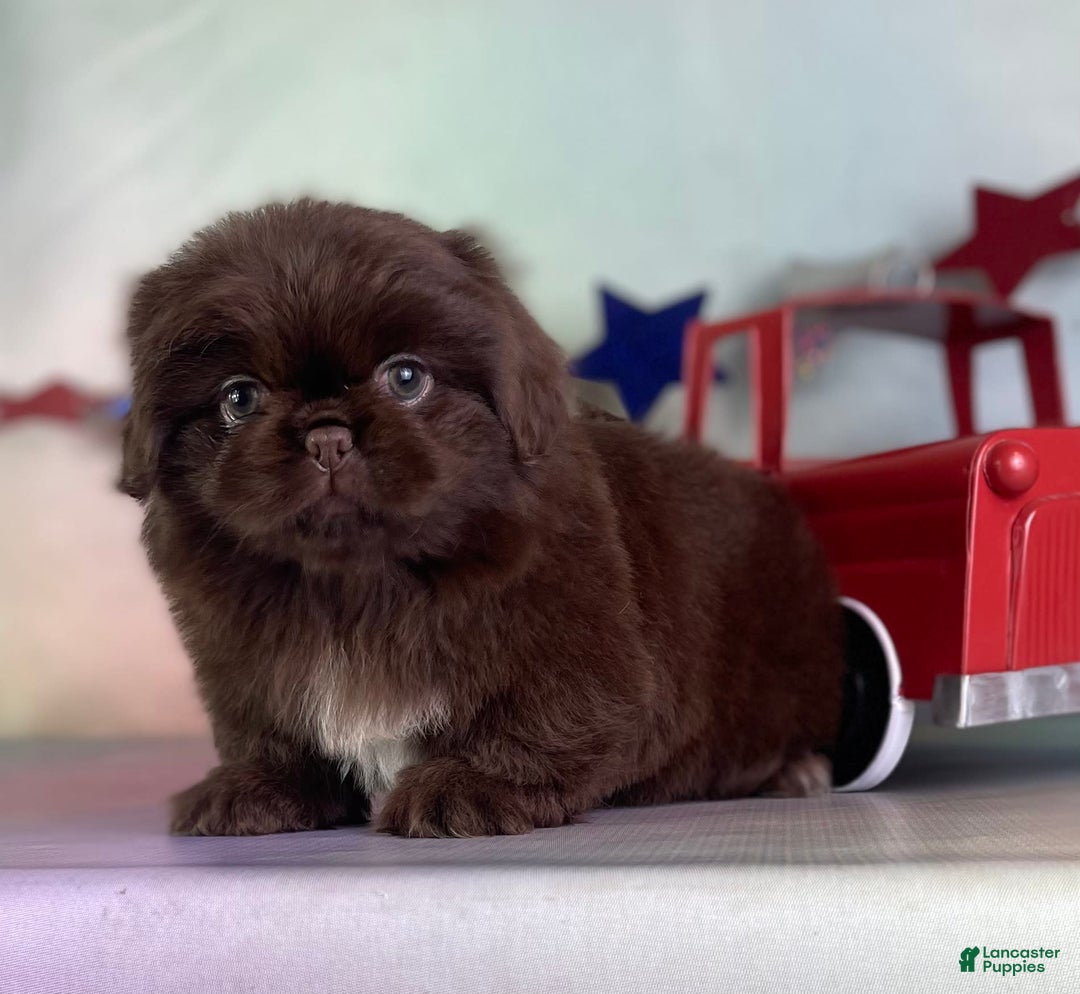 Pekingese dogs for sale: Akc Chocolate Mocha Dna Ofa - Image 4