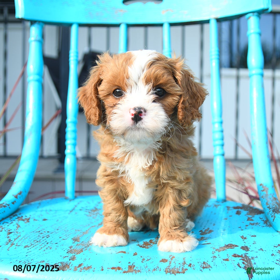 Cavapoo dogs for sale: Abby - Image 2