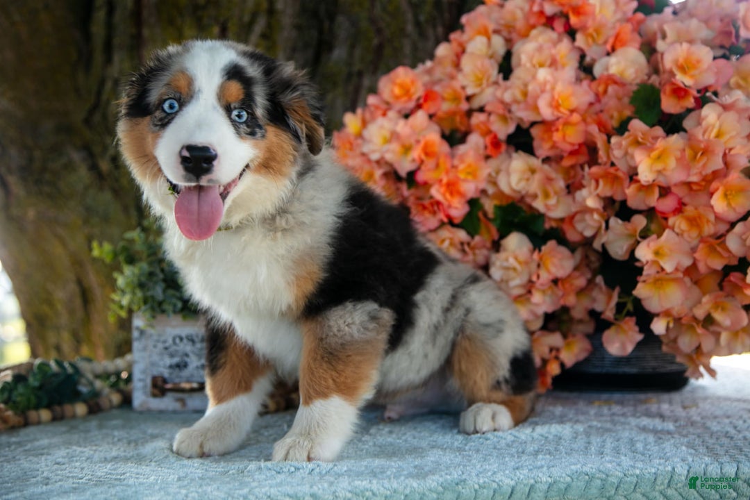 Miniature Australian Shepherd dogs for sale: Buddy - Image 2