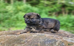 German Shepherd dogs for sale: Kora - Image 10