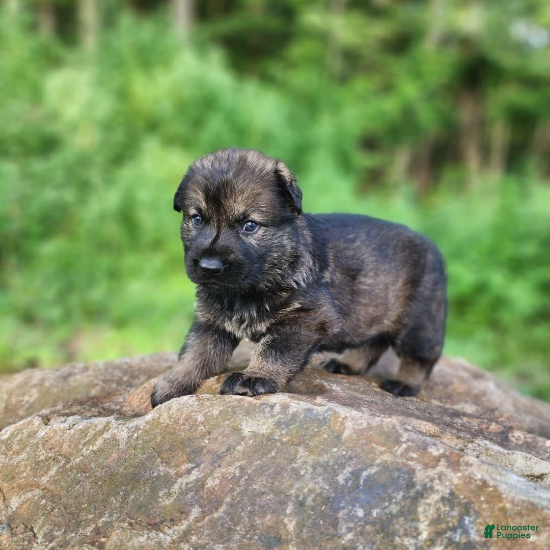 German Shepherd dogs for sale: Kora - Image 10
