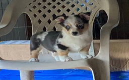 Welsh Corgi Pembroke dogs for sale: Jack - Image 1