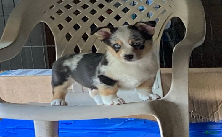 Welsh Corgi Pembroke dogs for sale - Ad 4