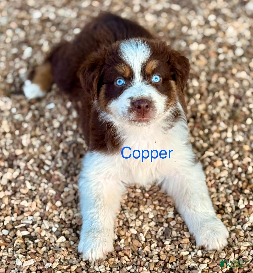 Australian Shepherd dogs for sale: Copper - Image 3