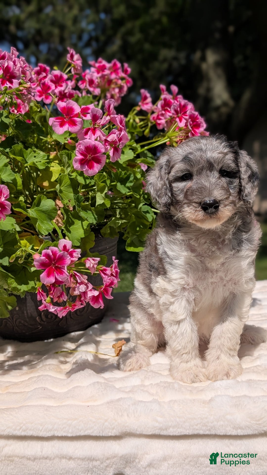 Mini Bernedoodle dogs for sale: Sasha - Image 3