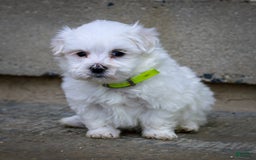 Maltese dogs for sale: River - Image 6