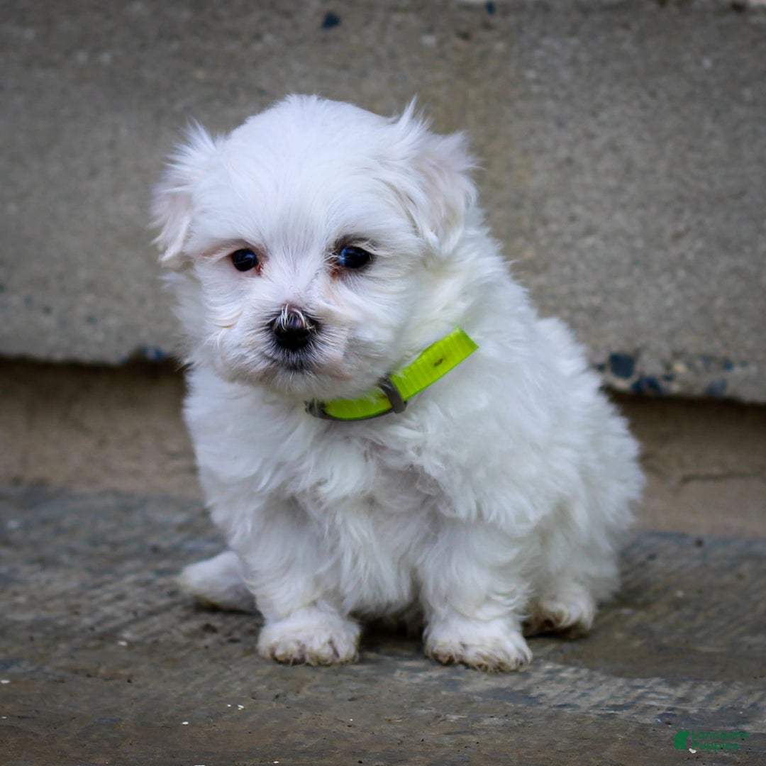 Maltese dogs for sale: River - Image 6