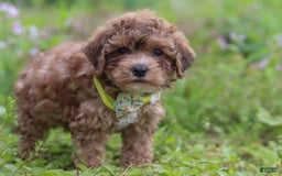 Yorkiepoo dogs for sale: Max - Image 4