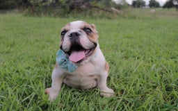 English Bulldog dogs for sale: Frannie - Image 1