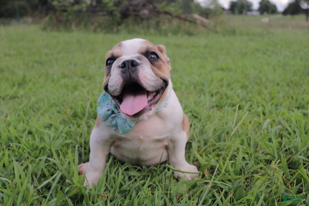 English Bulldog dogs for sale: Frannie - Image 1