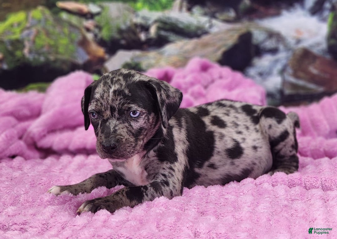 Catahoula Leopard Dog dogs for sale: Luna 2025 Female 1 - Image 9