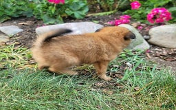 Pomeranian dogs for sale: Chloe - Image 5