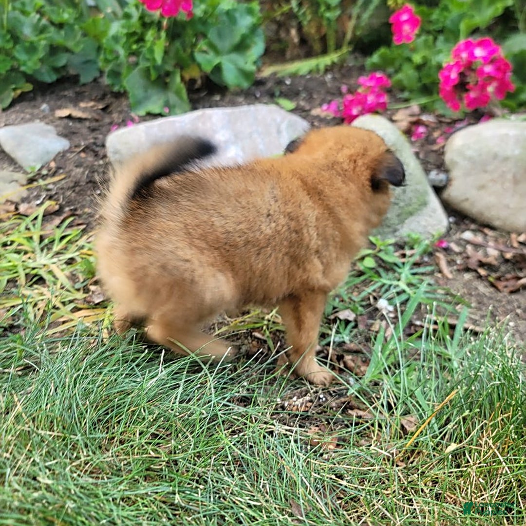 Pomeranian dogs for sale: Chloe - Image 5