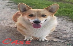 Welsh Corgi Pembroke dogs for sale: Wrigley - Image 4