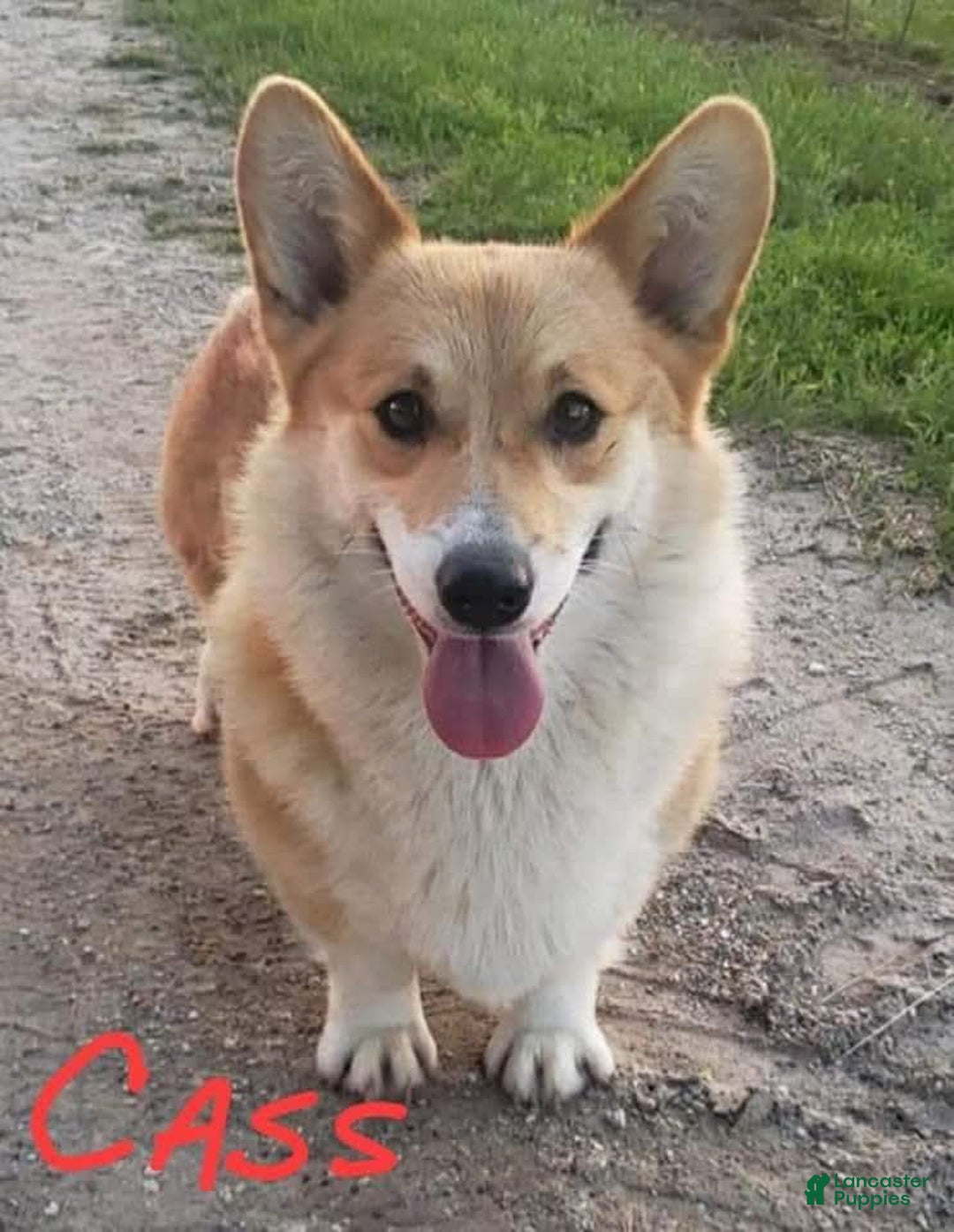 Welsh Corgi Pembroke dogs for sale: Wrigley - Image 4