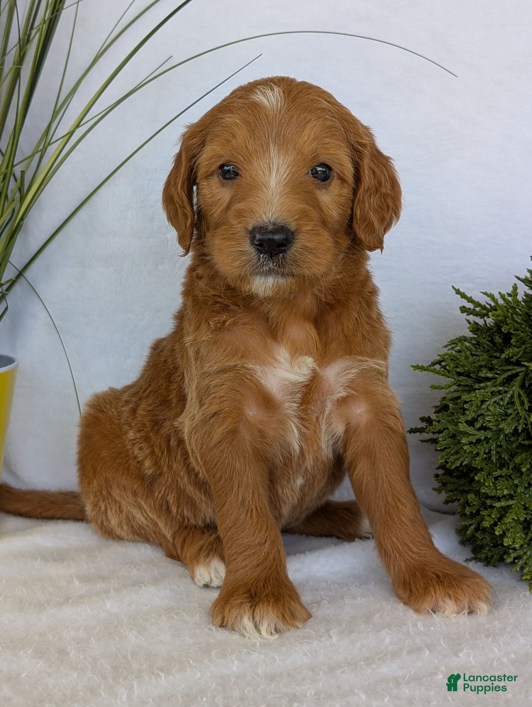Goldendoodle dogs for sale: Daisy - Image 5