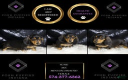 Miniature Dachshund dogs for sale: Susie - Image 6