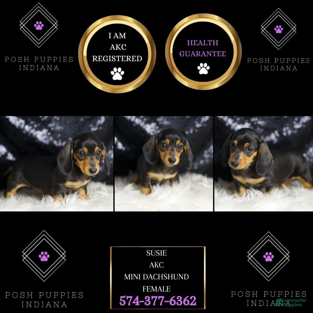 Miniature Dachshund dogs for sale: Susie - Image 6