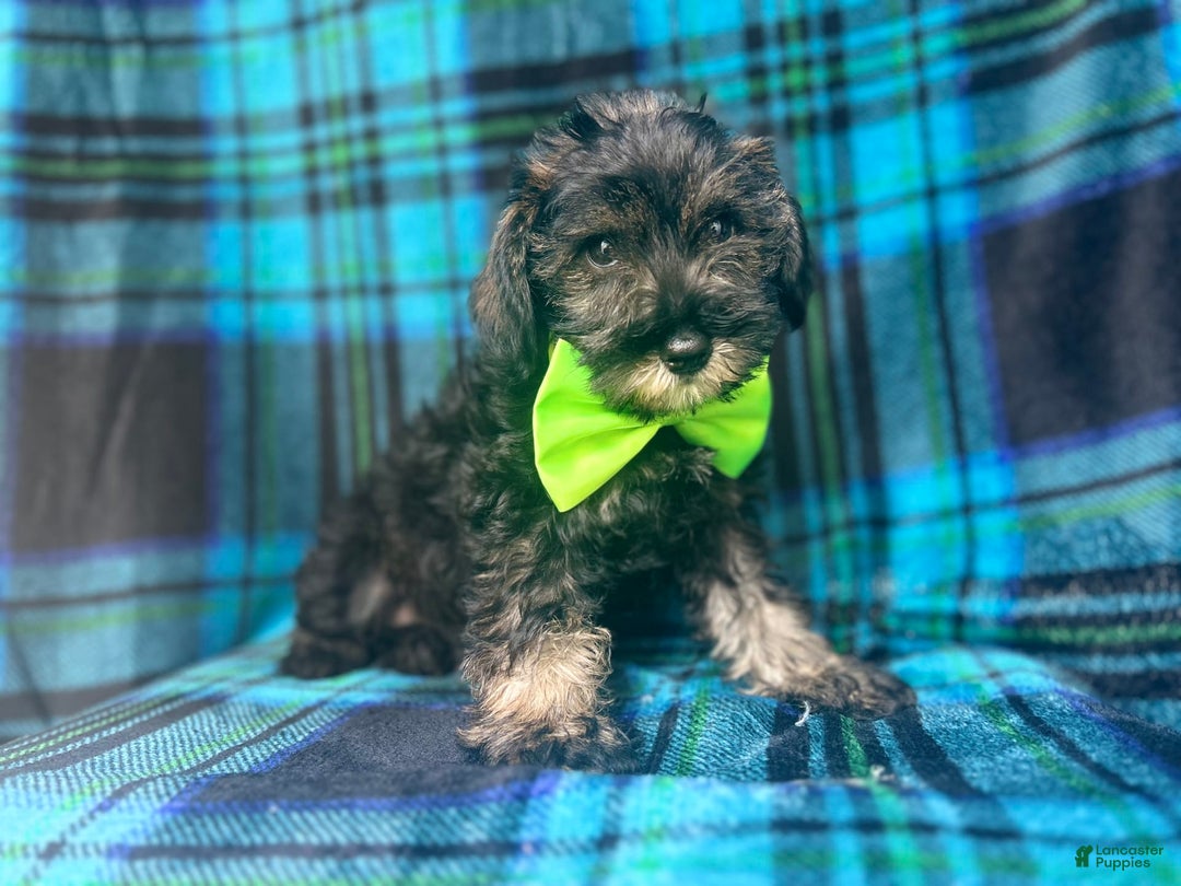Miniature Schnauzer dogs for sale: Vader - Image 3