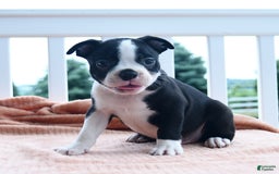 Boston Terrier dogs for sale: Eagle - Image 2