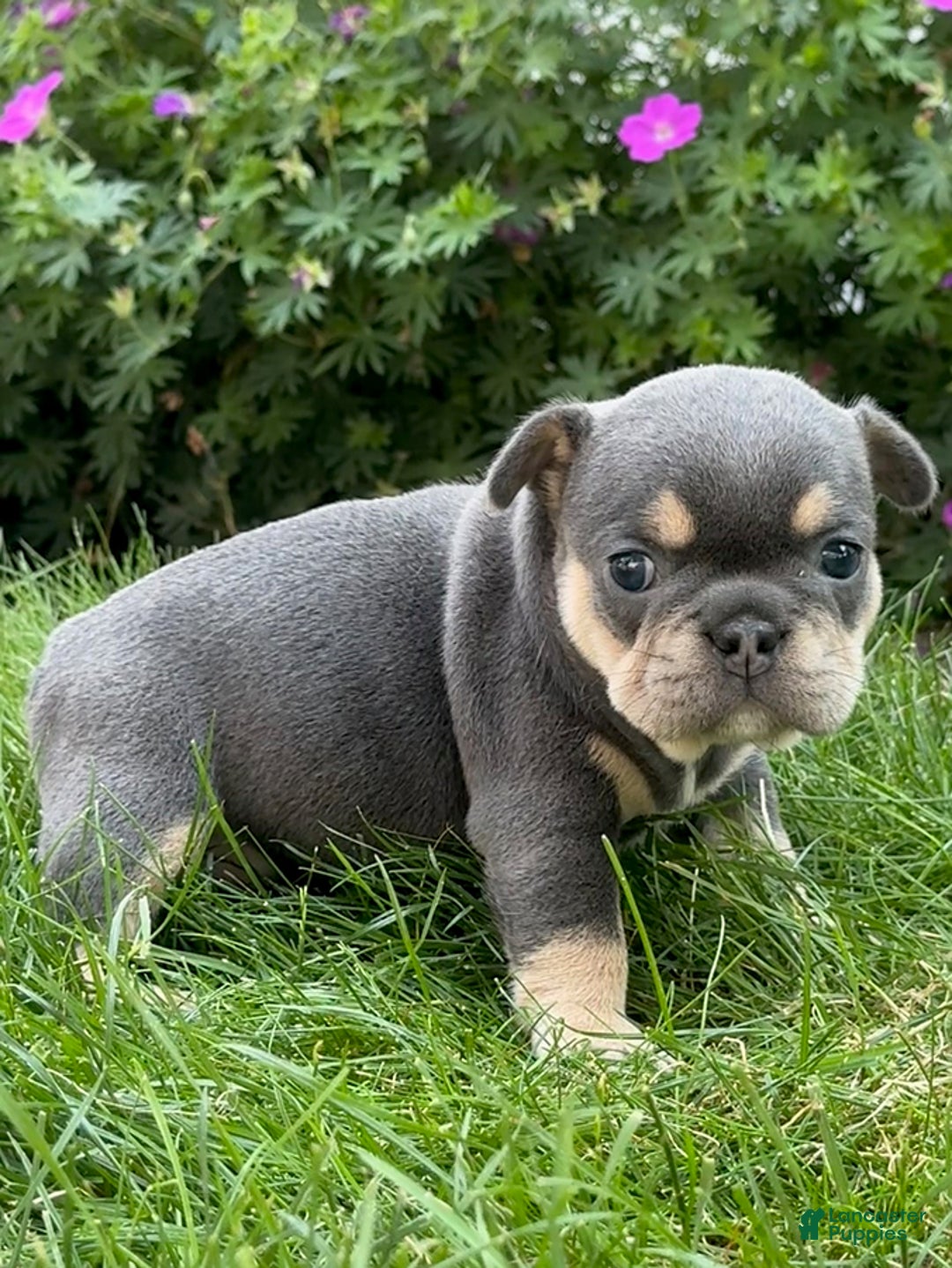 French Bulldog dogs for sale: Harriet - Image 1