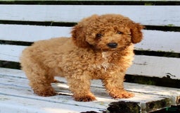 Miniature Poodle dogs for sale: Jack - Image 6