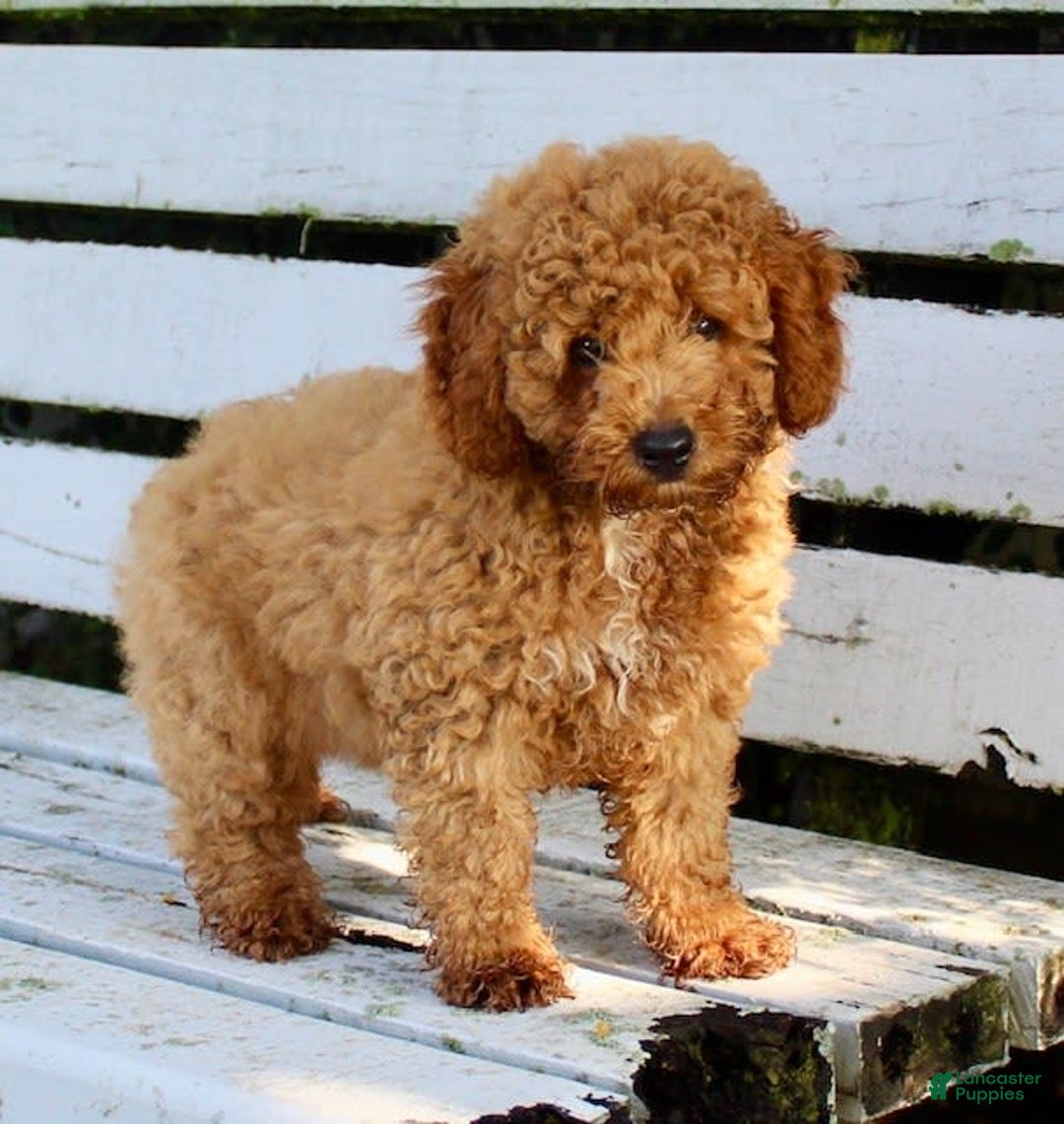 Miniature Poodle dogs for sale: Jack - Image 6
