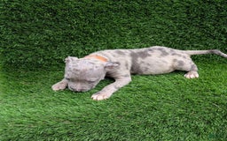 American Bully dogs for sale: Orange Girly - Image 5