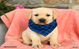 Labrador Retriever dogs for sale: Labrador Retriever 6 puppies - Image 25