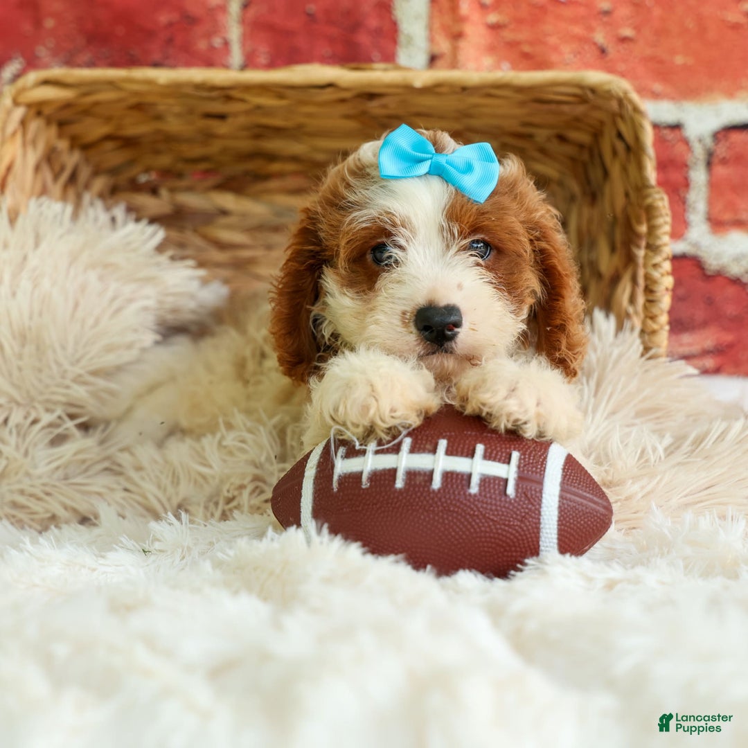 Cavapoo dogs for sale: Ricky - Image 2