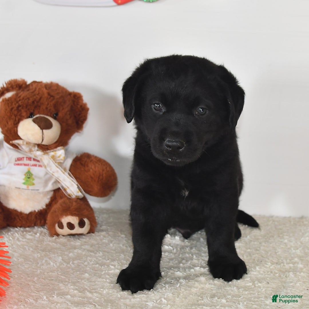 Labrador Retriever dogs for sale: Jesse - Image 2