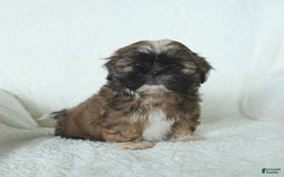 Shih Tzu dogs for sale: Archie - Image 2